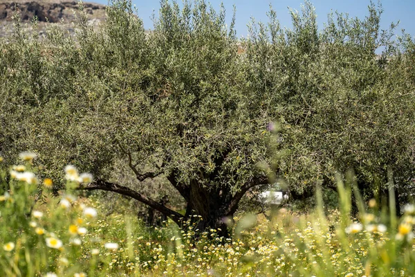 Een Zeer Grote Olijfboom Omgeven Door Groen Veld Bloemen — Stockfoto