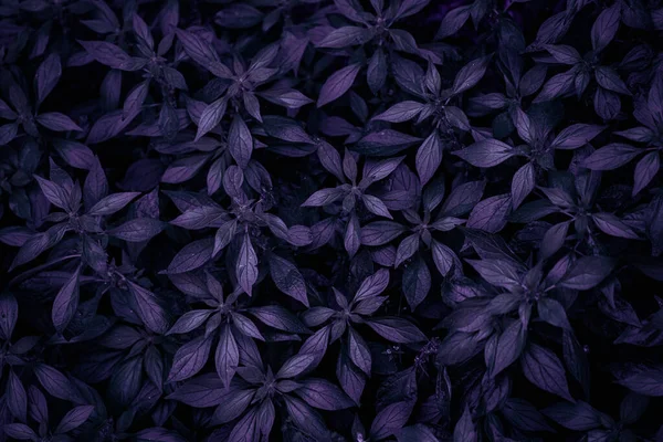 Tropische Bladeren Abstracte Donkere Lilac Paarse Kleur Oppervlak Natuurlijke Achtergrond — Stockfoto