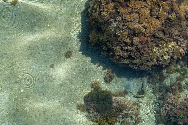Vista Superior Anêmona Mar Algas Cobrir Uma Grande Rocha Ver — Fotografia de Stock