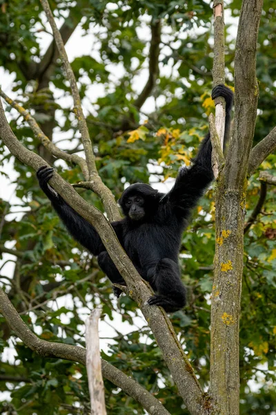 Małpa Siedzi Między Gałęziami Drzewa Tło Żółte Zielone Liście — Zdjęcie stockowe