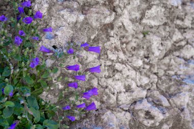 Taş zemindeki çiçeklerin düz görünümü, doğal ışık.