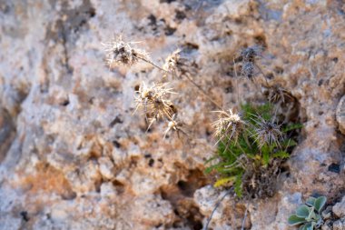 Taş zemindeki çiçeklerin düz görünümü, doğal ışık.