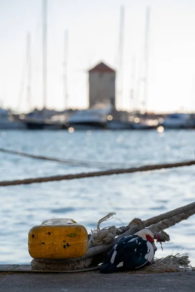 Птахи Качки Московії Відпочивають Порту Родосу Греція — стокове фото