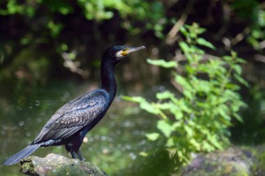 Çift tepeli karabatak kuşu gündüz vakti bir göle yaklaşır.