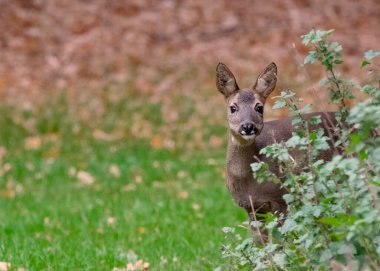 Ormanda saklanan beyaz kuyruklu geyik.