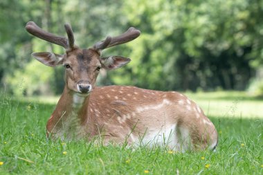 Yorgun geyik, sıcak bir günde yeşil bir çayırda dinleniyor. Arka planda güneş ışığından parlayan çimenler..