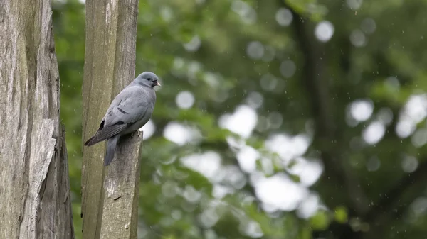 Pigeon standing on branch under rain