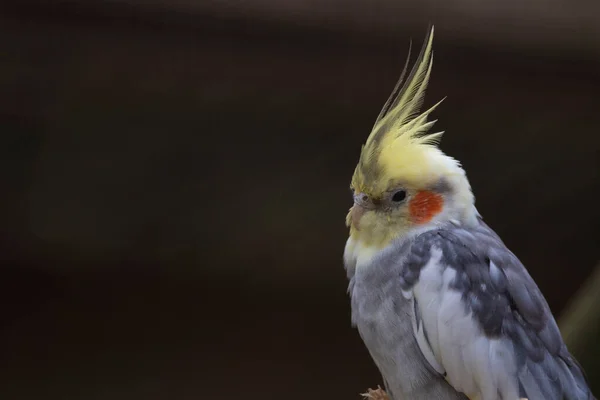 Cockatiel Miniatura Cockatoo Weero Vista Laterale Vicino Con Gli Occhi — Foto Stock