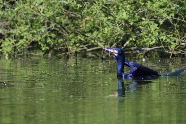 Double Crested Kormorant Bird Close Lake Day Time — Stock fotografie