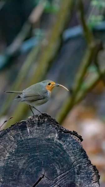 Robin Uccello Albero Con Una Cattura Verme — Foto Stock