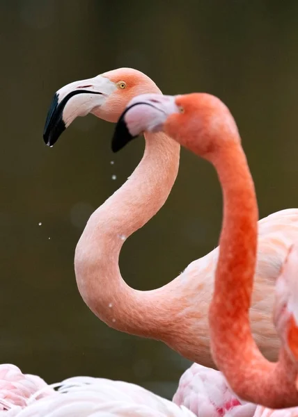 Tow Flamingo Jeden Patrząc Inne Zbliżenie Sesja Głowy — Zdjęcie stockowe