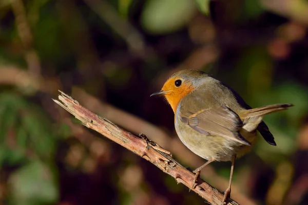 Robin Pássaro Apreciando Sol Ramo Luz Dia — Fotografia de Stock