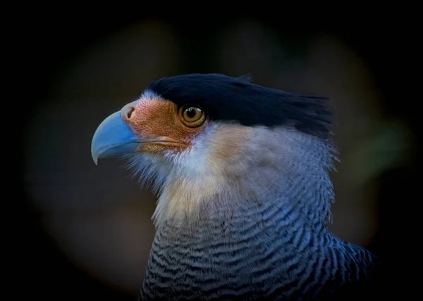Raubvögel Kopf Erschossen Falke Dunklen Hintergrund — Stockfoto
