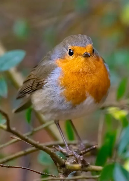 ロビンの鳥をクローズ アップ — ストック写真