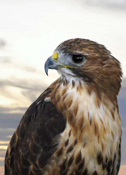 Avrupa Kartalı başı, yan görünüm.