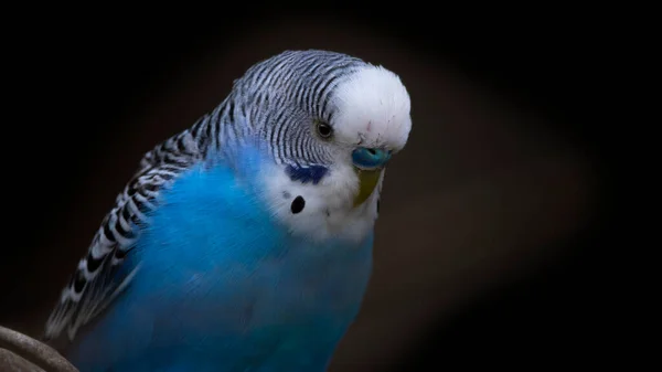 Budgerigar Melopsittacus undulatus mavi arkaplan 