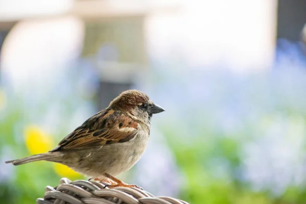 Old World Sparrows Colored Background — Stock Photo, Image