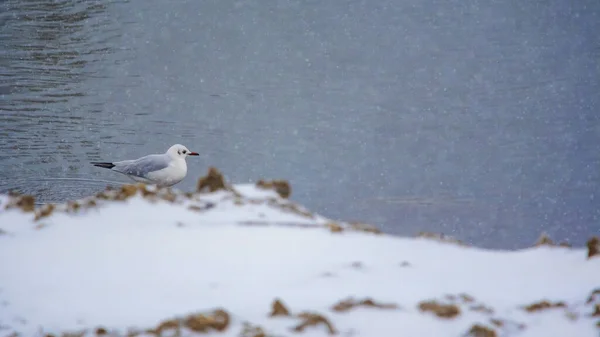 Mouette Debout Dans Eau Dans Une Rivière Avec Neige Hiver — Photo