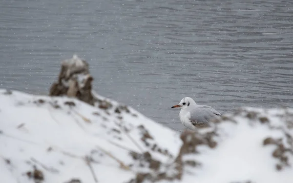 Mewa Stojąca Wodzie Rzece Śniegu Okresie Zimowym — Zdjęcie stockowe