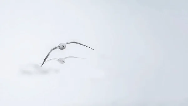 天空中只有两只海鸥在下雪的日子里在聚精会神地飞着 — 图库照片