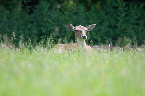 Tired Deer Resting Hot Day Green Meadow Grass Glow Sunlight — Stock Photo, Image