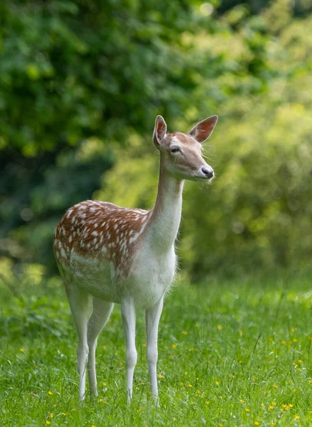 Cervo Rosso Cervo Alce Nella Foresta — Foto Stock