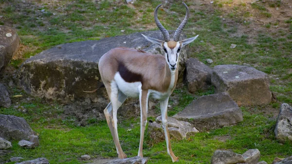 Arap ceylanı gün ışığında tüm vücudunu