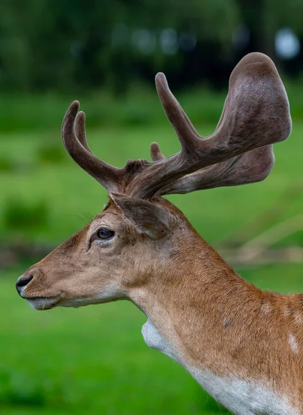 Deer Horns Wild Green Background — Stock Photo, Image