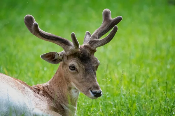 Tired Deer Resting Hot Day Green Meadow Grass Glow Sunlight — Stock Photo, Image