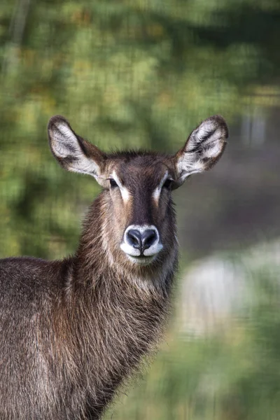 Grande Antílope Waterbuck África Subsaariana Vista Frontal — Fotografia de Stock