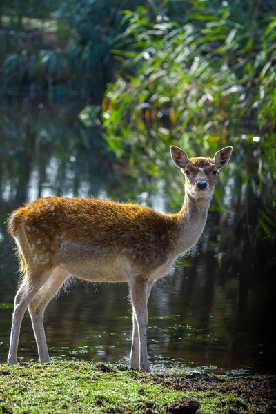 Sika Deer Jang Cervus Nippon Known Spotted Deer Japanese Deer — Stock Photo, Image