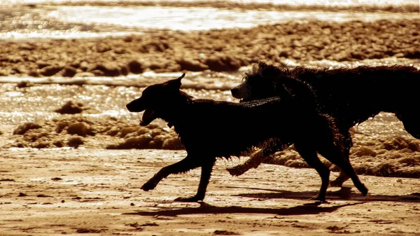 Dois Cães Correndo Praia Pôr Sol — Fotografia de Stock