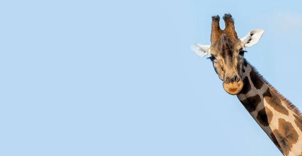 Girafa Cabeça Frente Rosto Retrato Dia Contra Céu Azul — Fotografia de Stock