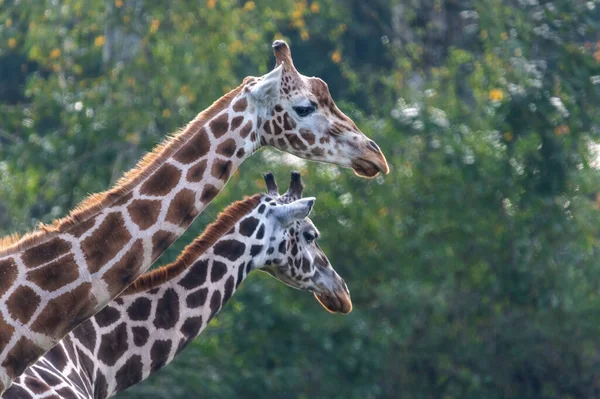 Duas Girafas Comendo Folhas Uma Árvore — Fotografia de Stock