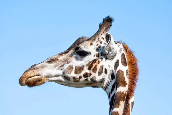 Girafa Cabeça Lado Rosto Retrato Dia Contra Céu Azul — Fotografia de Stock