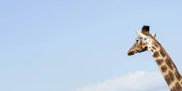 Girafa Cabeça Rosto Retrato Dia Contra Céu Azul — Fotografia de Stock