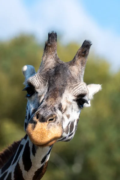 Giraffa Testa Fronte Ritratto Giorno Contro Cielo Blu — Foto Stock