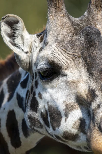 Закройте Лицо Портрет Жирафа Днем Фоне Голубого Неба — стоковое фото