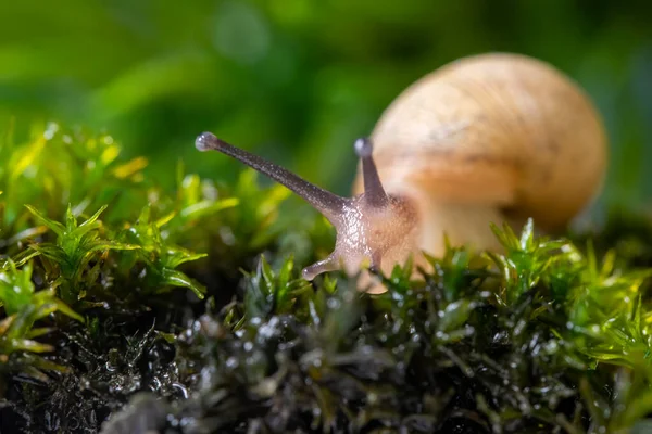 Macro Photography Snail Slug Shell Green Mosses — Stock Photo, Image