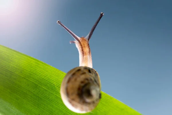 在叶龄上的蜗牛或鼻甲 看起来像阳光 希望的概念 — 图库照片