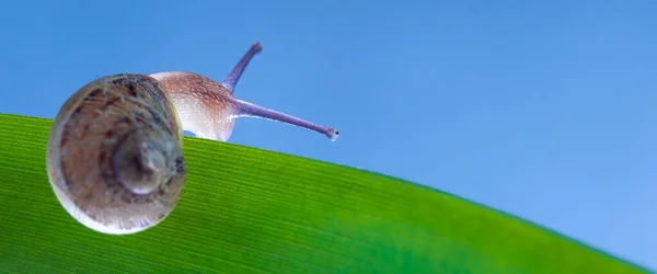 Macro Fotografia Lumaca Lumaca Sull Età Una Foglia Cerca Luce — Foto Stock