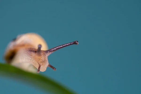 Macro Photographie Escargot Limace Âge Une Feuille Regardant Côté Face — Photo