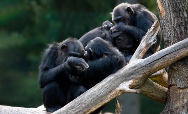 Dört maymun ağaç dalları arasında oturuyor, birbirlerini temizliyor ve kolluyorlar. Arka plan sarı yeşil yapraklar..