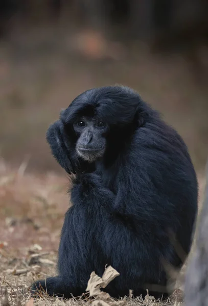 Małe Małpy Siamang Siedzące Pozujące Lub Patrzące Kamerę — Zdjęcie stockowe