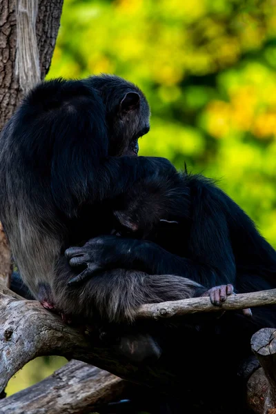 Dwie Małpy Siedzą Między Gałęziami Drzew Sprzątając Dbając Siebie Futero — Zdjęcie stockowe
