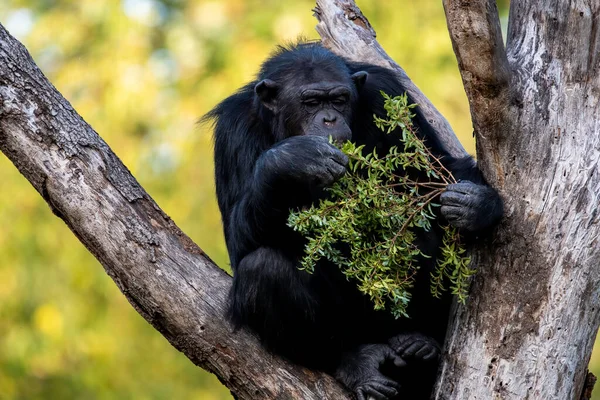 Mono Sentado Entre Ramas Árboles Comiendo Frutas Verdes Frescas Fondo — Foto de Stock