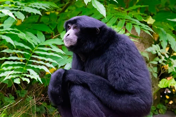 Siamang Arboreal Czarny Futro Pochodzi Lasów Indonezji Malezji Tajlandii Zielone — Zdjęcie stockowe