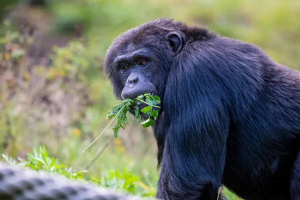 Małpa Żucie Świeżej Pietruszki Jedzenie Tło Żółte Zielone Liście — Zdjęcie stockowe