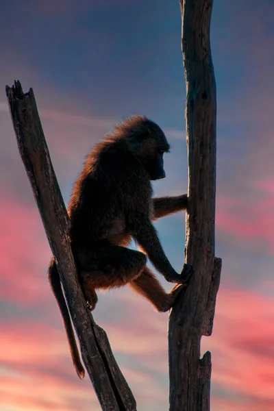 Mono Sentado Árbol Solo Fondo Puesta Sol — Foto de Stock