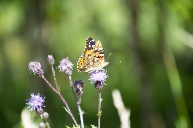 Çiçek renginde bulanık arkaplan görünümü üzerinde kelebek 